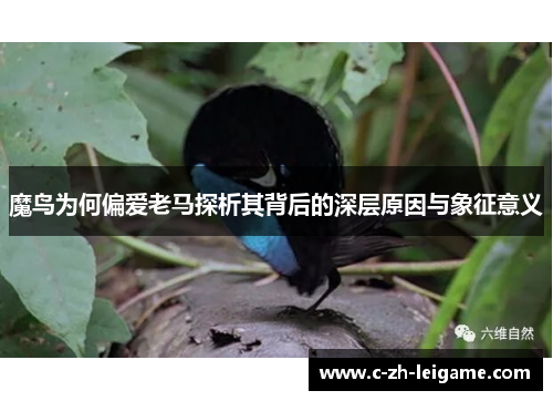 魔鸟为何偏爱老马探析其背后的深层原因与象征意义